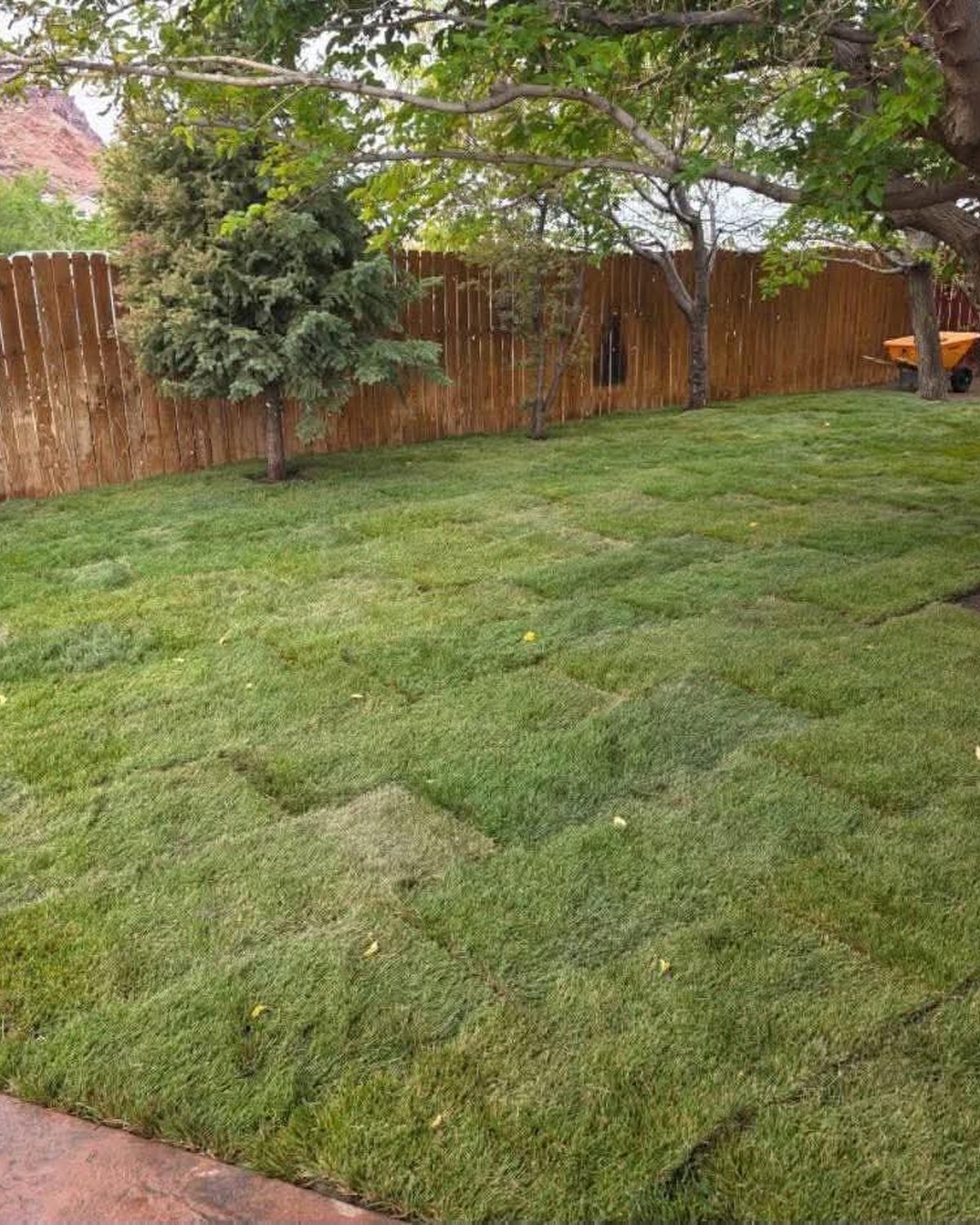 Sod with privacy fence backdrop